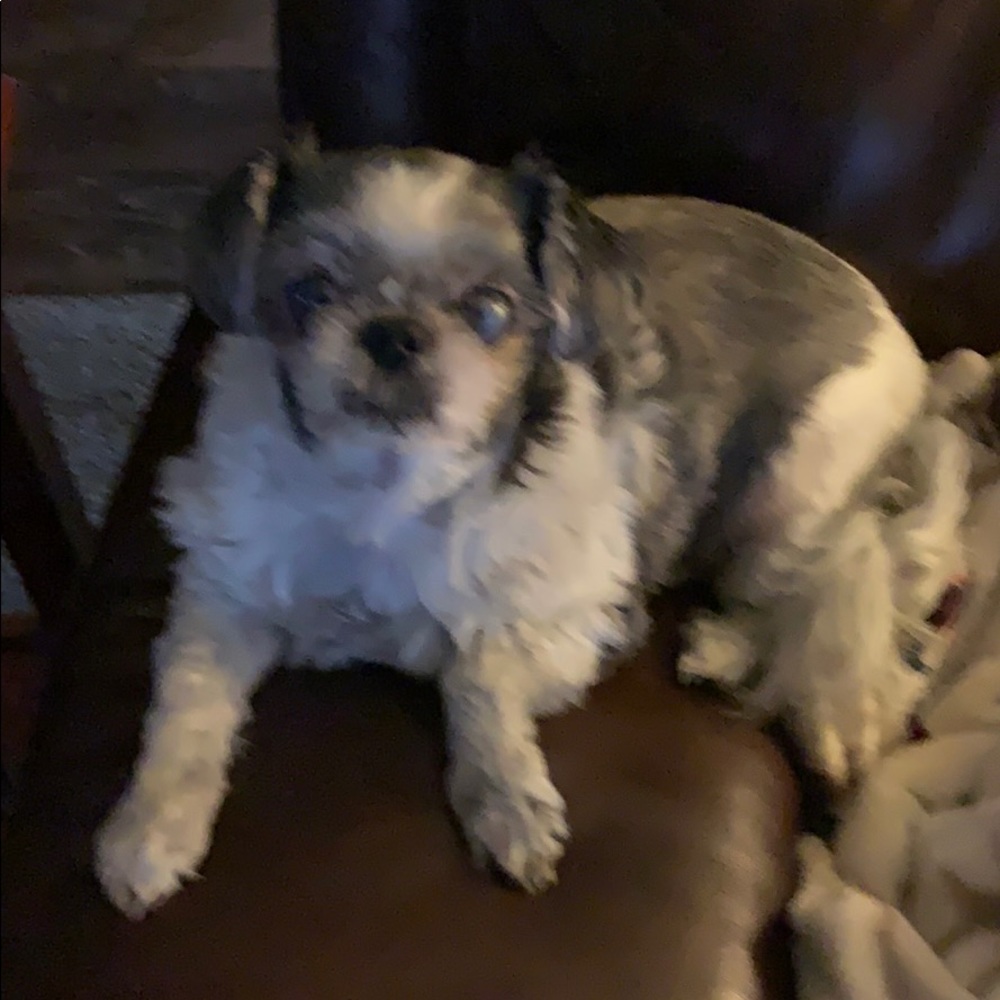 Meet your Posher, Scarlet